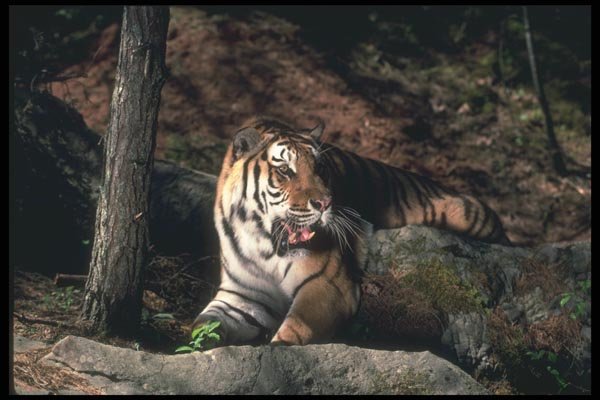 108016 Bengal Tiger Lying In Strongly Lit Forest A4 Photo Print