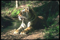 108017 Bengal Tiger Lying Beside Stream In Dappled Forest A4 Photo Print