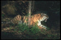108018 Bengal Tiger Lying In Strongly Lit Forest A4 Photo Print