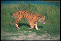 108019 Tiger Stalking By Waterhole A4 Photo Print