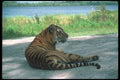 108020 Tiger Lying On Earth A4 Photo Print