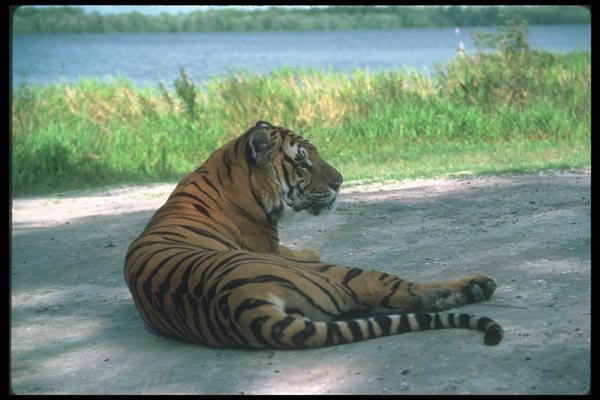 108020 Tiger Lying On Earth A4 Photo Print