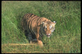 108021 Bengal Tiger In Tall Grass A4 Photo Print