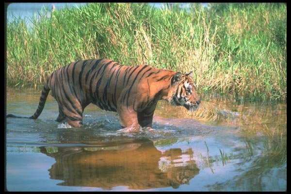 108022 Tiger Moving Through Water A4 Photo Print