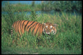 108023 Tiger Crouching In Grass A4 Photo Print