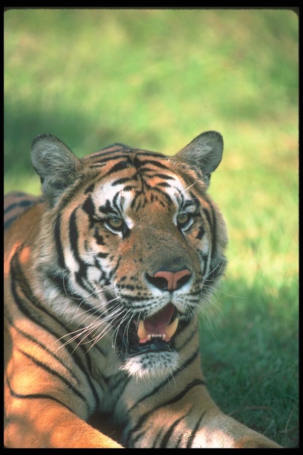 108024 Tiger (Head Shot) A4 Photo Print