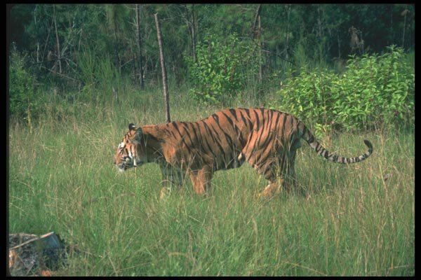 108025 Tiger Moving Through Grass A4 Photo Print