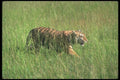 108026 Bengal Tiger In Tall Grass A4 Photo Print