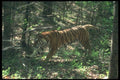 108027 Bengal Tiger Running Through Forest A4 Photo Print