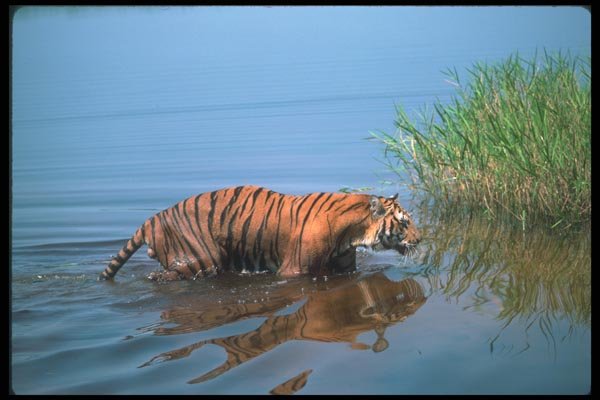 108028 Tiger In Water A4 Photo Print
