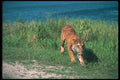 108029 Tiger Charging A4 Photo Print