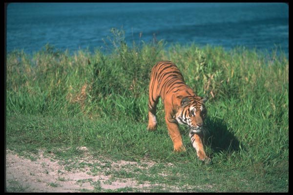 108029 Tiger Charging A4 Photo Print
