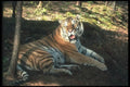 108030 Bengal Tiger Lying Down In Strongly Lit Forest A4 Photo Print