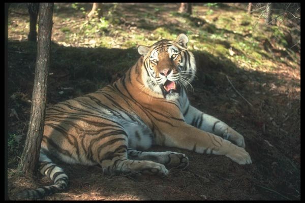 108030 Bengal Tiger Lying Down In Strongly Lit Forest A4 Photo Print