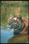108031 Tiger Lying In Water A4 Photo Print