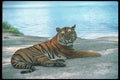 108032 Tiger Lying On Earth A4 Photo Print