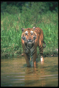 108033 Tiger In Water A4 Photo Print