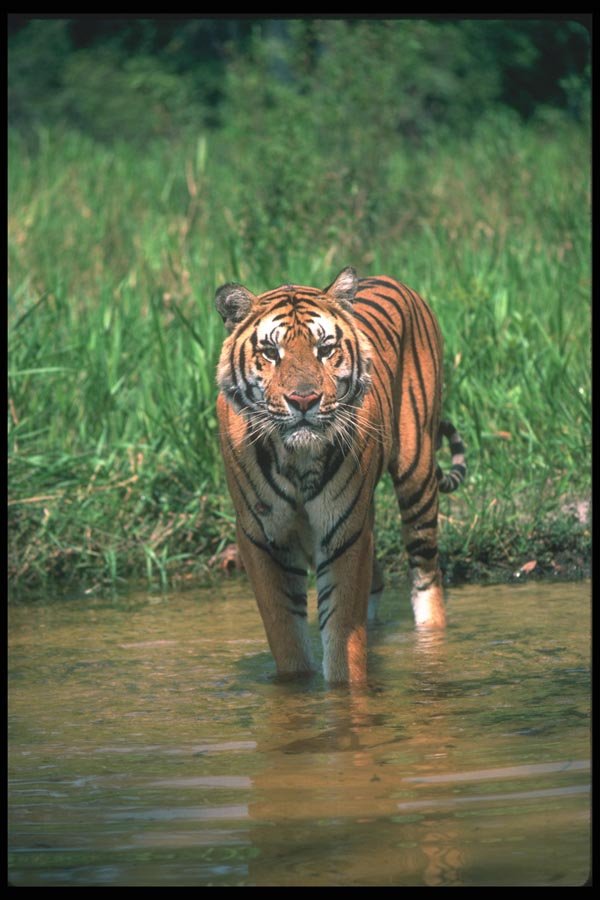 108033 Tiger In Water A4 Photo Print