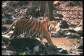 108034 Tiger At Brightly Lit Waterhole A4 Photo Print