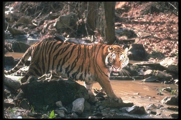108034 Tiger At Brightly Lit Waterhole A4 Photo Print