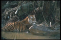 108035 Tiger At Waterhole A4 Photo Print