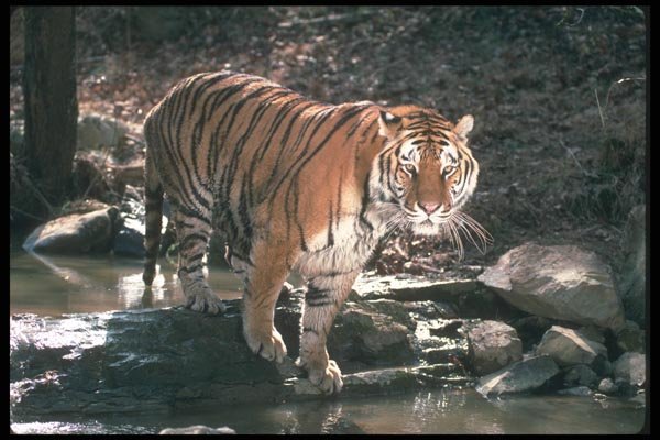 108036 Tiger At Brightly Lit Waterhole A4 Photo Print