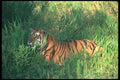 108037 Tiger Lying Down A4 Photo Print