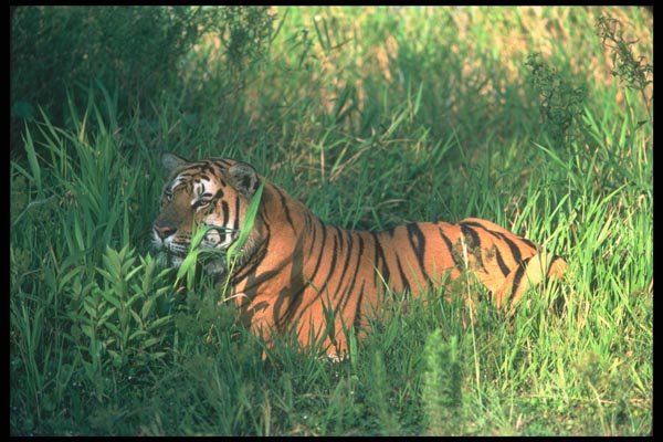 108037 Tiger Lying Down A4 Photo Print