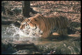 108038 Tiger Charging Through Brightly Lit Waterhole A4 Photo Print