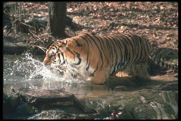 108038 Tiger Charging Through Brightly Lit Waterhole A4 Photo Print