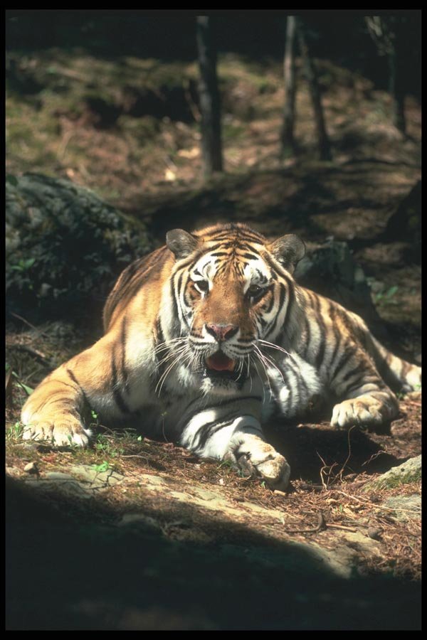 108039 Bengal Tiger Lying In Strongly Lit Forest A4 Photo Print