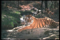 108040 Tiger At Brightly Lit Waterhole A4 Photo Print