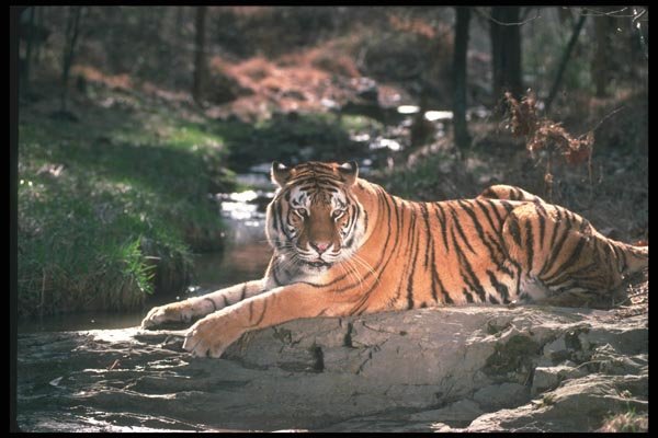 108040 Tiger At Brightly Lit Waterhole A4 Photo Print