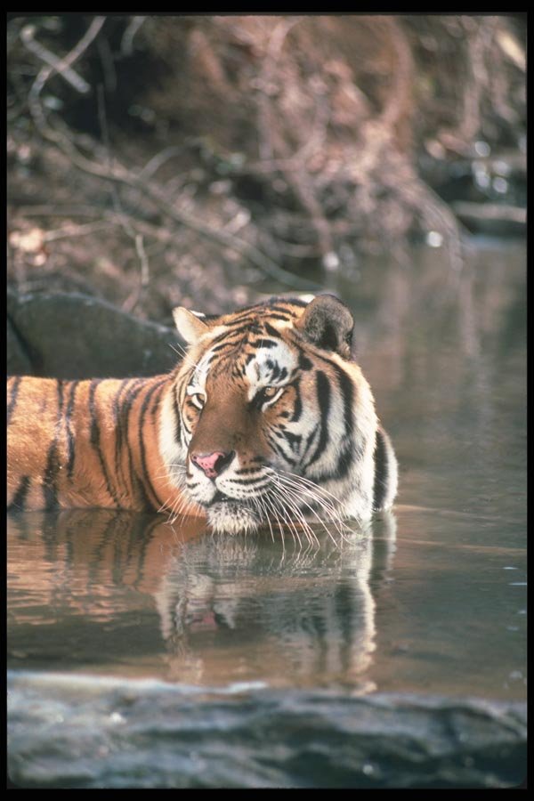 108041 Tiger At Brightly Lit Waterhole A4 Photo Print