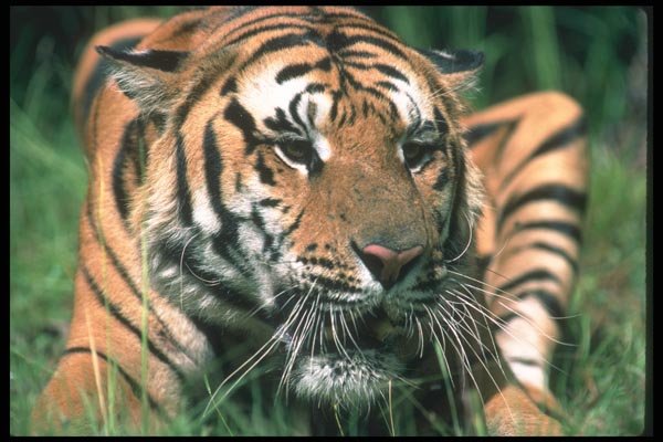 108042 Tiger (Head Shot) A4 Photo Print
