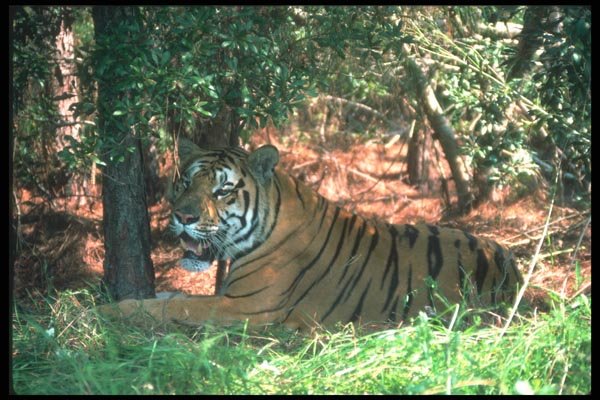 108043 Tiger Lying In Forest A4 Photo Print