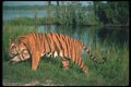 108044 Tiger Stalking Near Waterhole A4 Photo Print