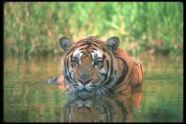 108045 Tiger In Water A4 Photo Print
