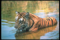 108046 Tiger Lying In Water A4 Photo Print
