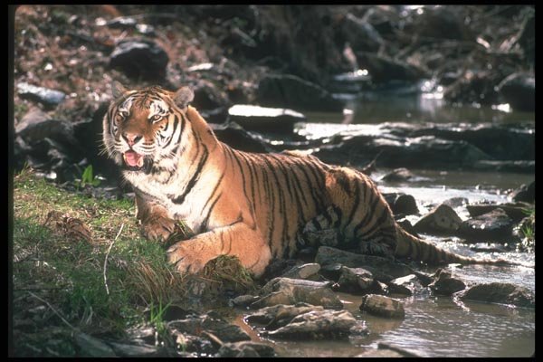 108047 Tiger At Brightly Lit Waterhole A4 Photo Print