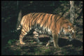 108048 Bengal Tiger Moving Through Dappled Forest A4 Photo Print