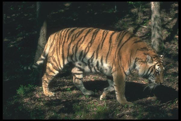 108048 Bengal Tiger Moving Through Dappled Forest A4 Photo Print