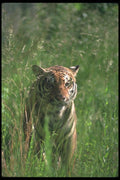 108049 Bengal Tiger In Tall Grass A4 Photo Print