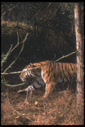 108050 Bengal Tiger Running Through Forest Glade A4 Photo Print