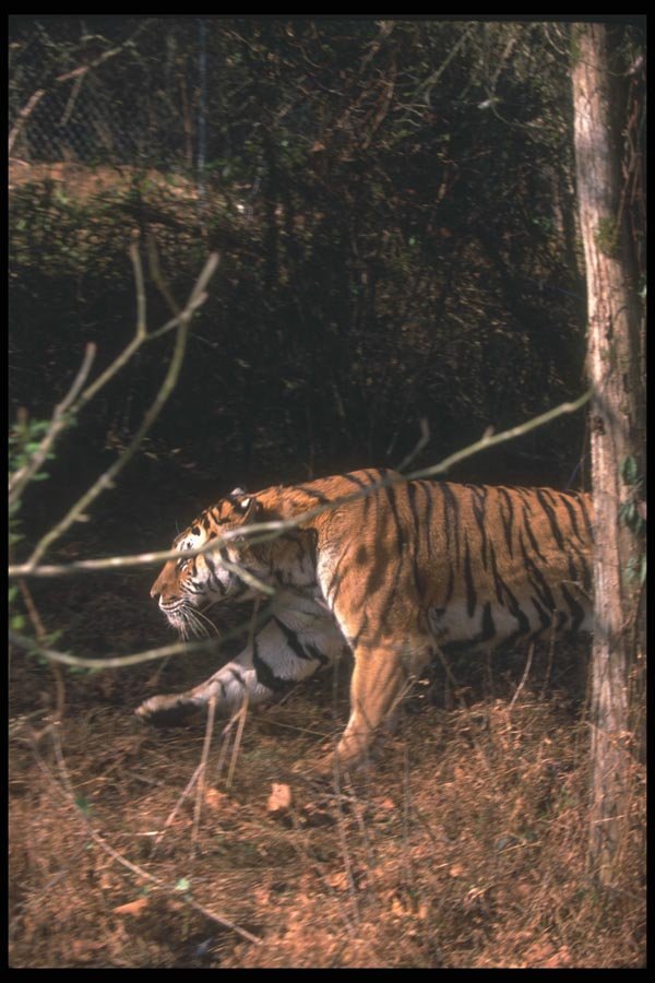108050 Bengal Tiger Running Through Forest Glade A4 Photo Print