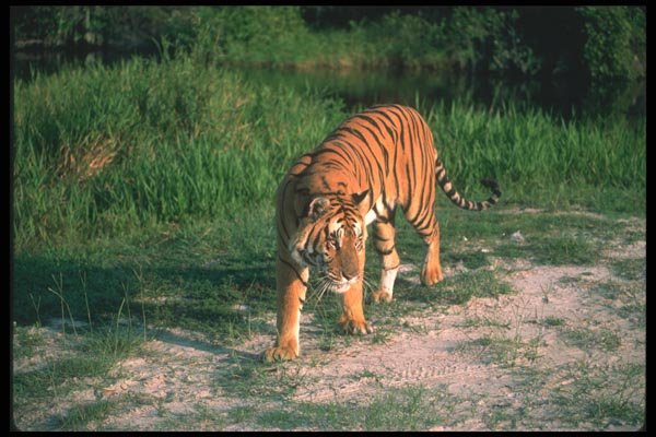 108051 Tiger On Sandy Ground A4 Photo Print