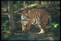 108052 Tiger In Strongly Lit Forest A4 Photo Print