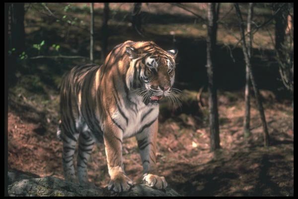 108053 Bengal Tiger Standing In Strongly Lit Forest A4 Photo Print