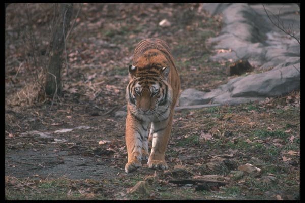 108054 Siberian Tiger In Open Winter Forest A4 Photo Print