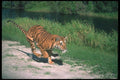 108055 Tiger Charging A4 Photo Print